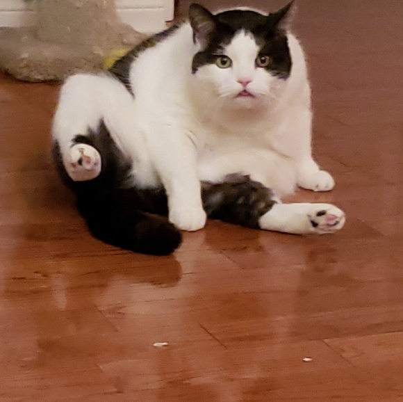 Meet your Posher, Alaya - Picture 1 of 1